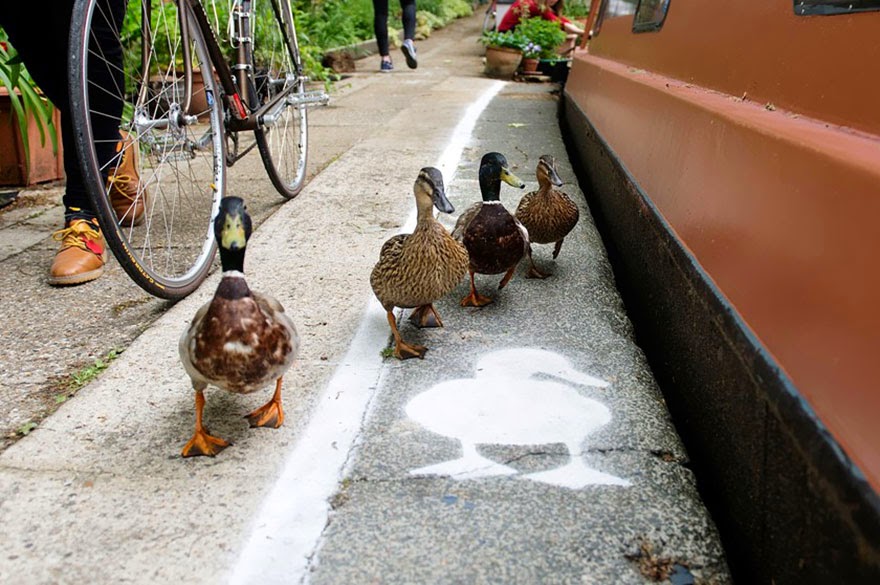 Ducks Get Their Own ‘Duck Lanes’ Near The Canal Walkways In London
