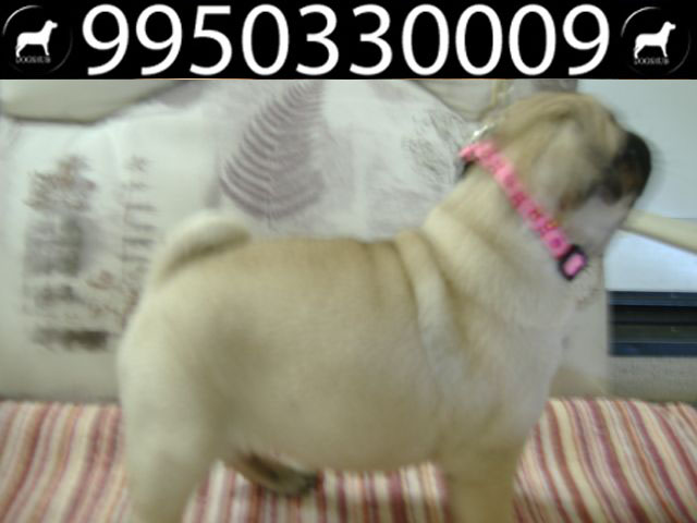 Dog German Shepherd Dog Price In Delhi Olx