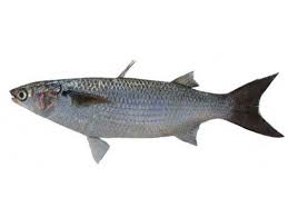 Jenis ikan yang dipelihara di tambak air payau adalah ikan