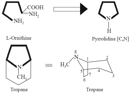 from L-arginine in a reaction sequence catalyzed by the enzyme arginase