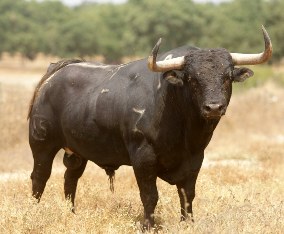 DOS TOUROS Para Aficionados Os Touros da ganadaria de