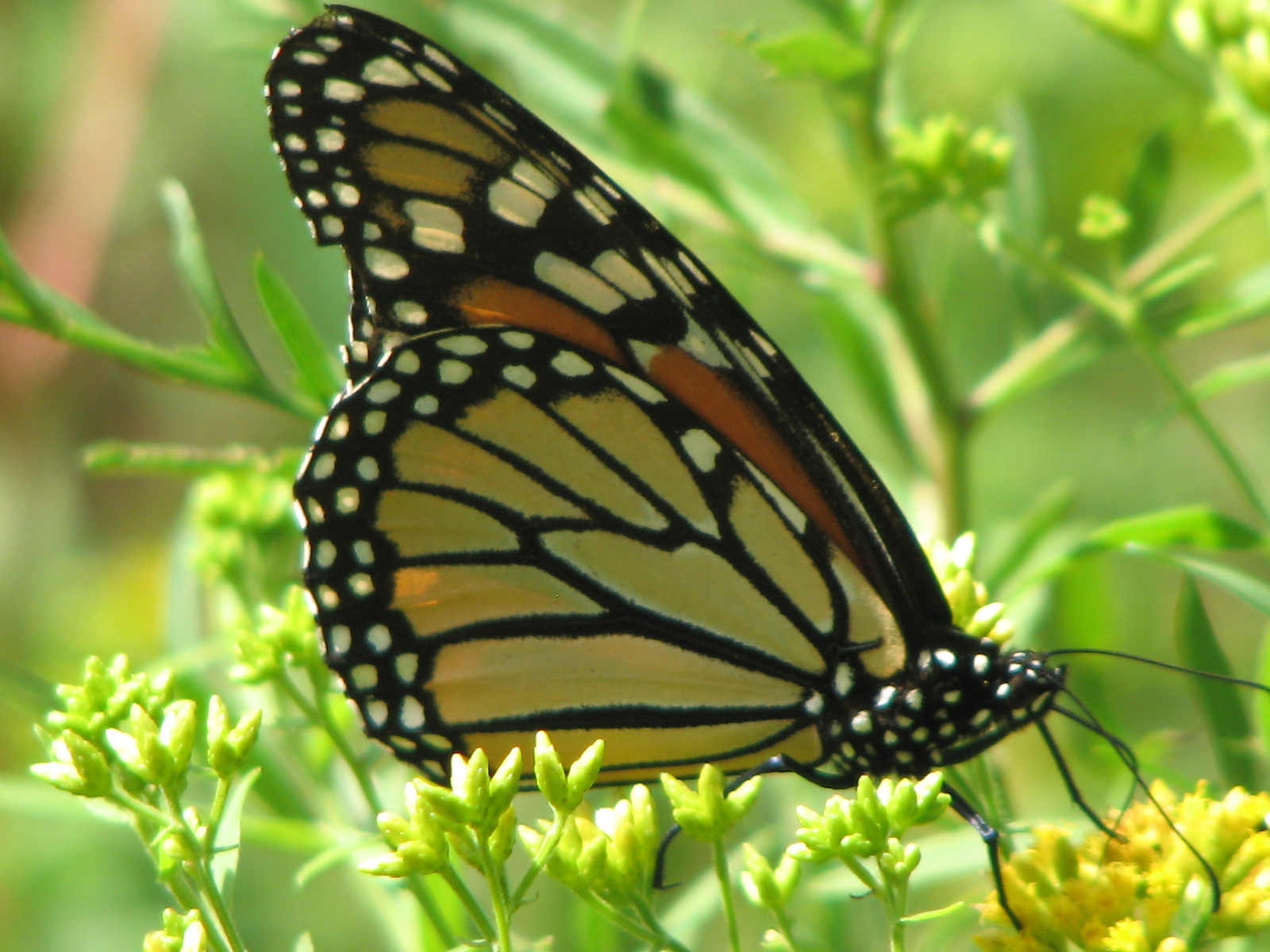 Headwaters Park: Monarch Migration