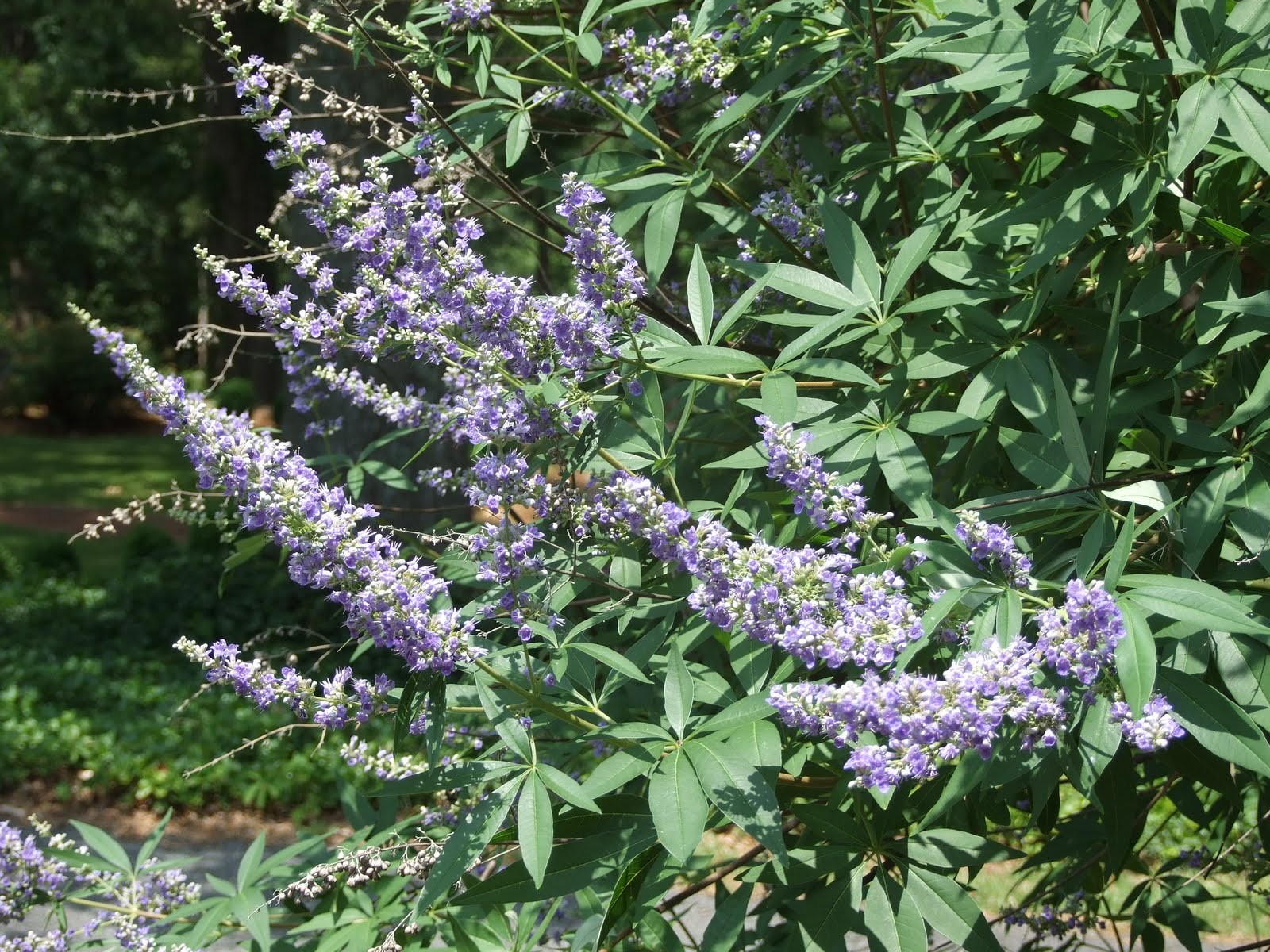 Oakton House and Gardens