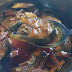 [Recipe] Sardinas na Bangus (Sardines style Milkfish)