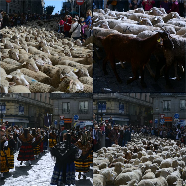 trashumancia madrid 2017 01