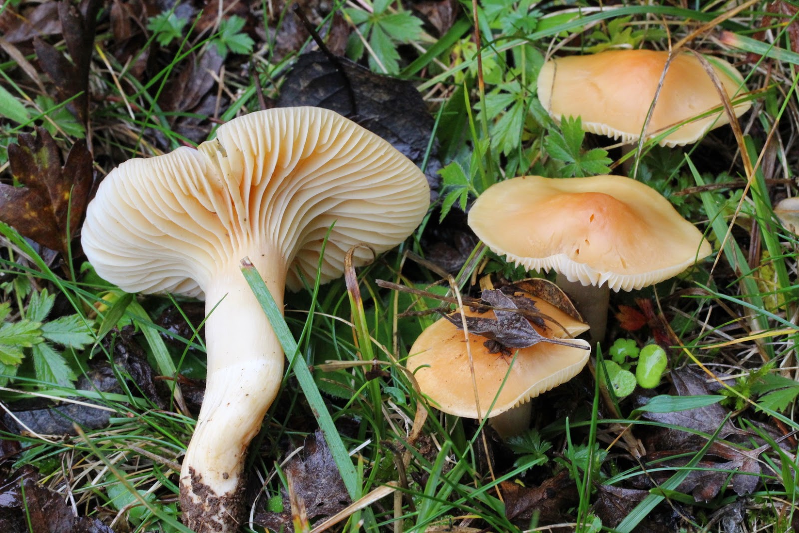 gu-a-de-setas-y-hongos-de-navarra-cuphophyllus-pratensis-fr-bon