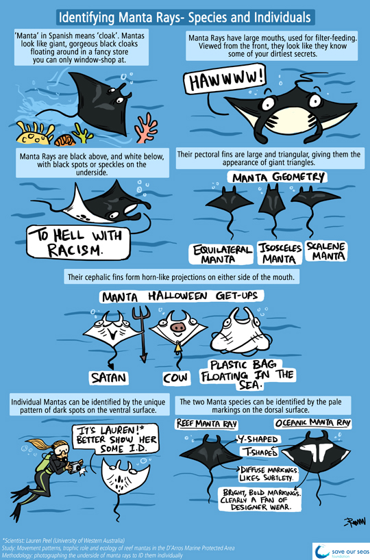 Green Humour: Identifying Manta Ray Species and Individuals
