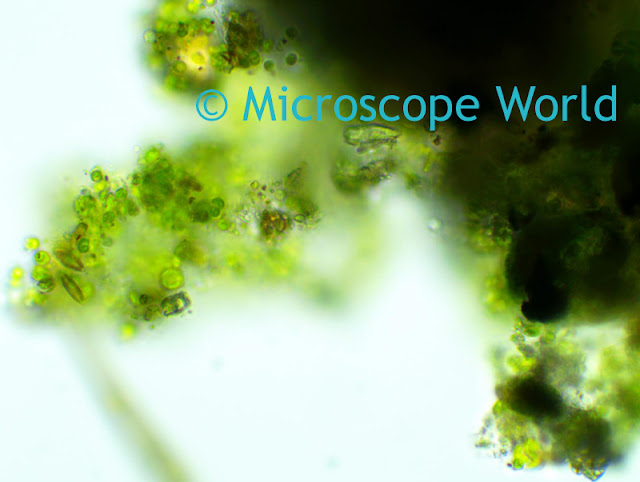 Pond water captured under the microscope at 400x magnification.