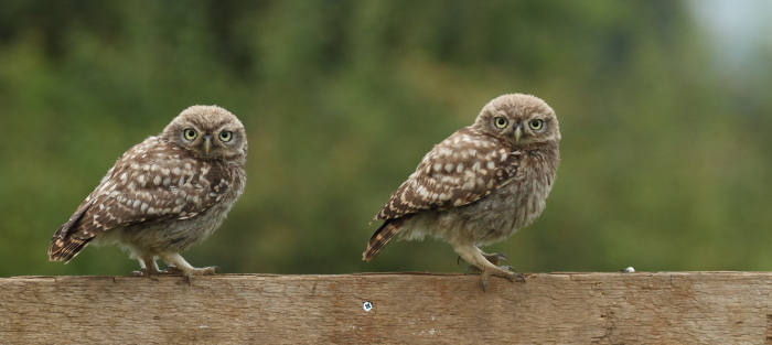 owls about that then!: Little Owl Gallery