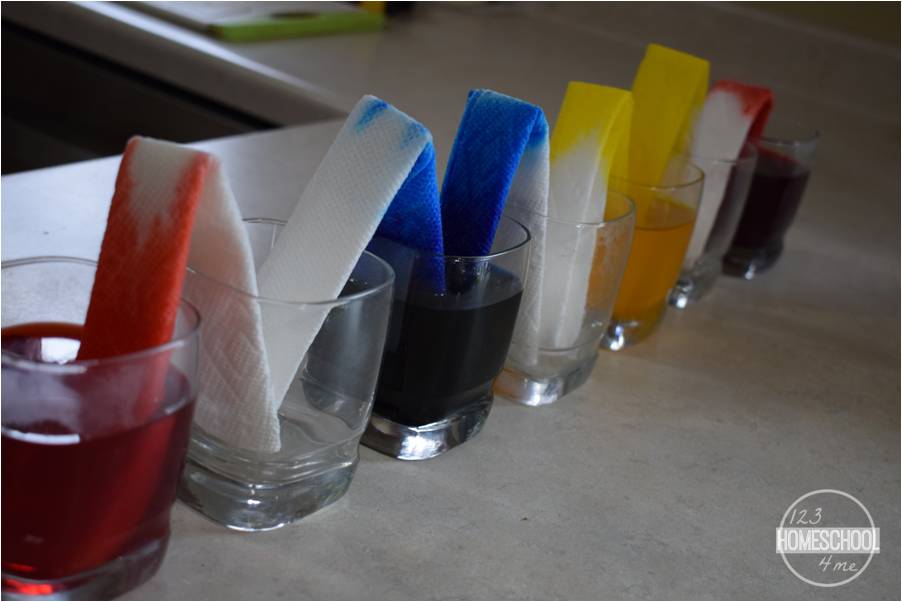 Capillary Action Science Experiment