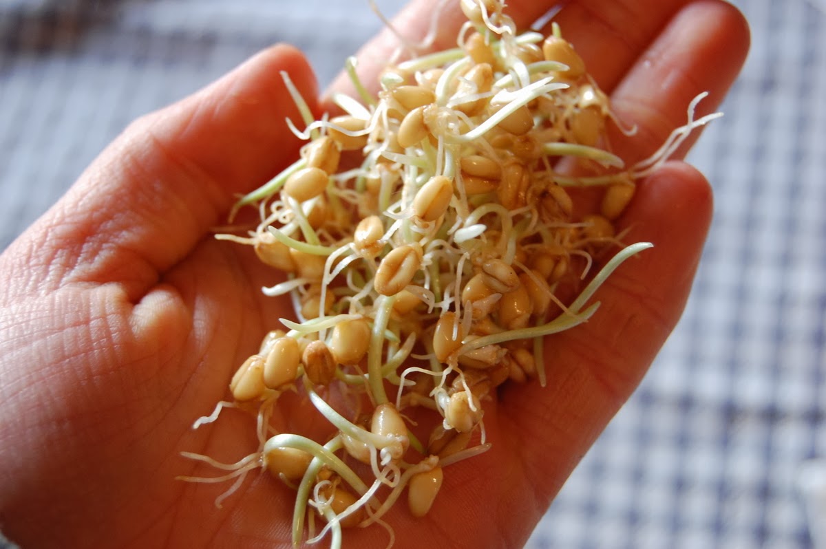 Texas Rebel Girl Sprout Sprouts!