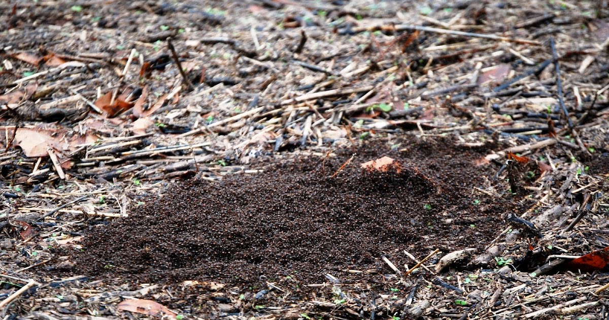 Fire Ants Fire Ants Range