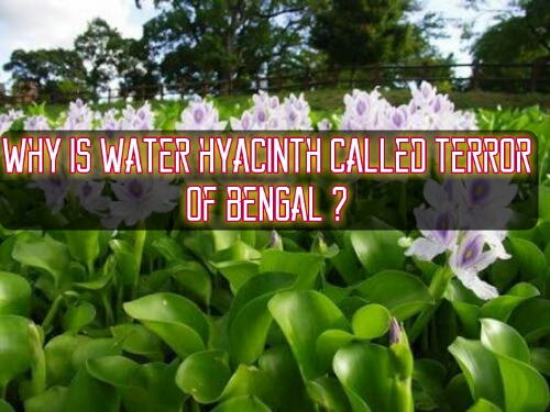 Why Is Water Hyacinth Called Terror Of Bengal Meritorious World