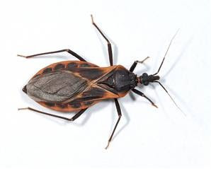 Kissing Bugs Di Indonesia Apakah Berbahaya Ketak Ketik Dari Pojokan