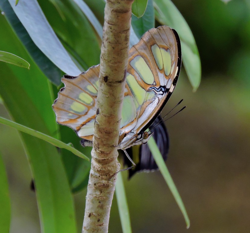 mnkcusa Gainesville, Natural Museum of History, Butterfly Exhibit, FL