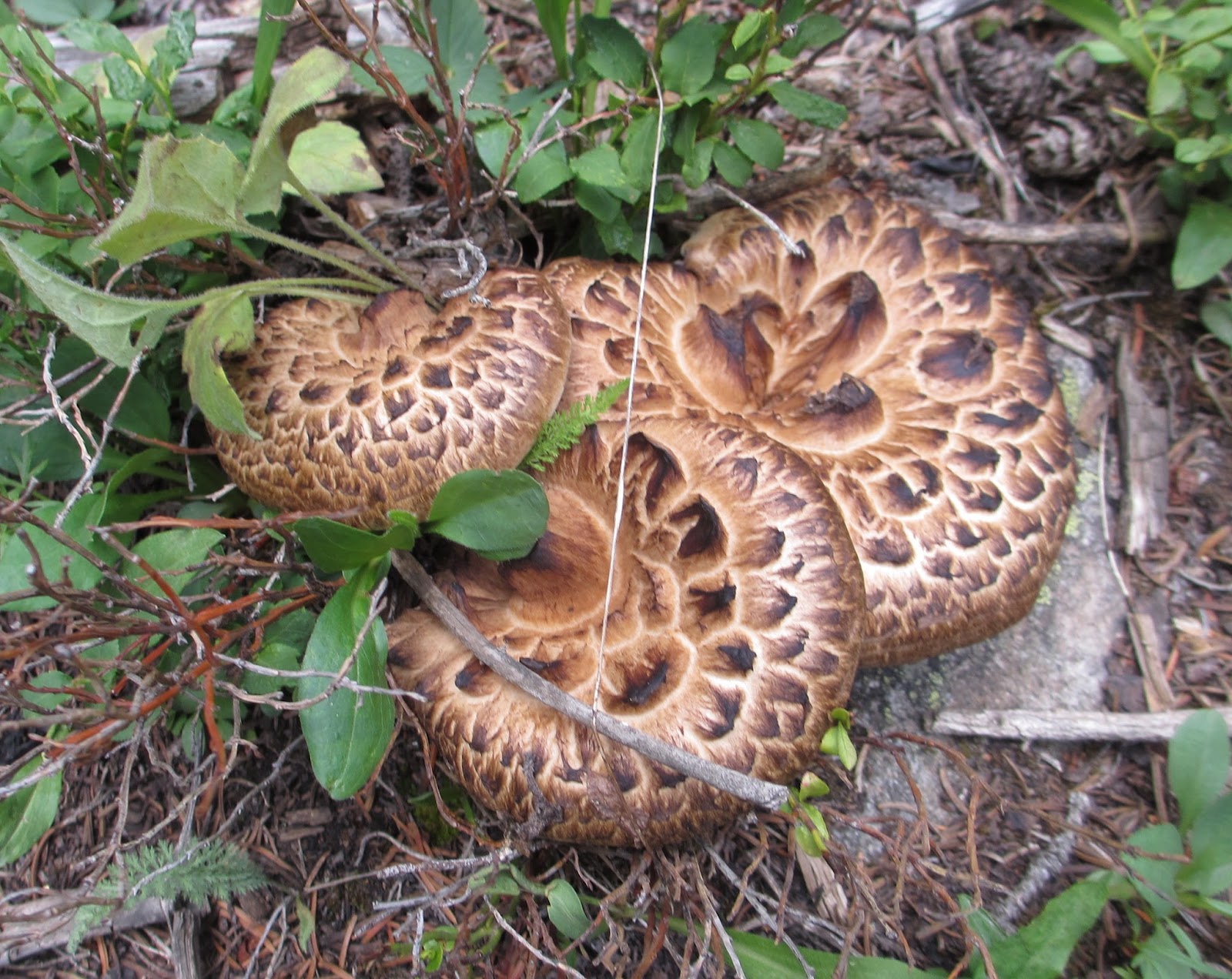 Cannundrums: Hawks Wing and King Bolete Mushrooms - Soup and Stir Fry