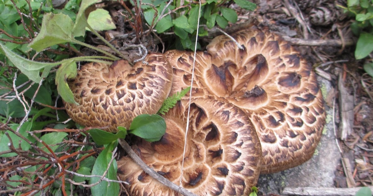 Cannundrums: Hawks Wing and King Bolete Mushrooms - Soup and Stir Fry