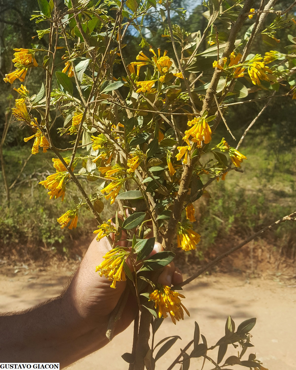 Viveiro Ciprest - Plantas Nativas e Exóticas: Dama da Noite Amarela ou  Coerana Amarela ( Cestrum corymbosum )