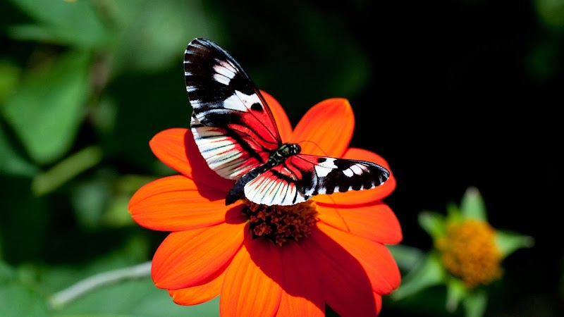 Famous Ideas 16+ Beautiful Butterfly Images Hd 1080p
