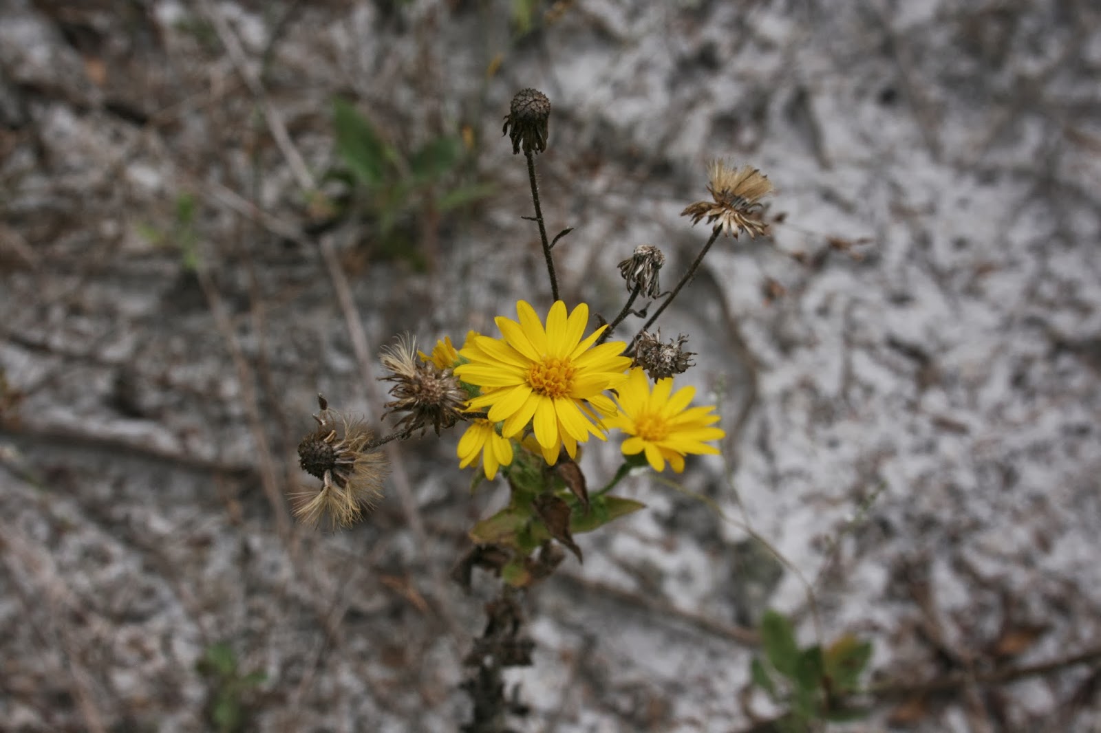 Native Florida Wildflowers Camphorweed Heterotheca subaxillaris