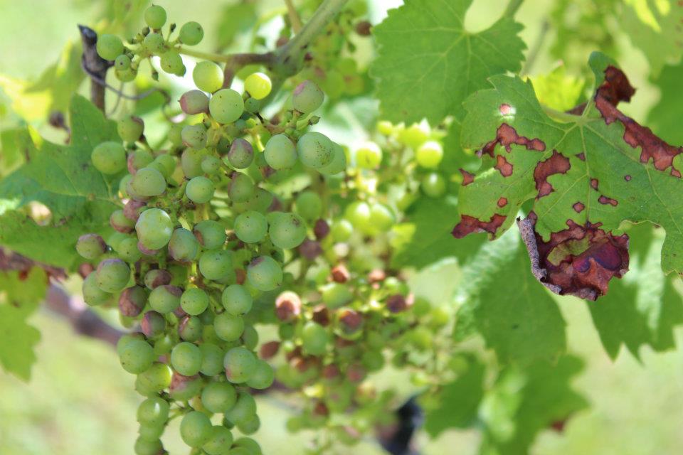 UK Diseases of Fruit Crops & Ornamentals Black Rot Common on Grape