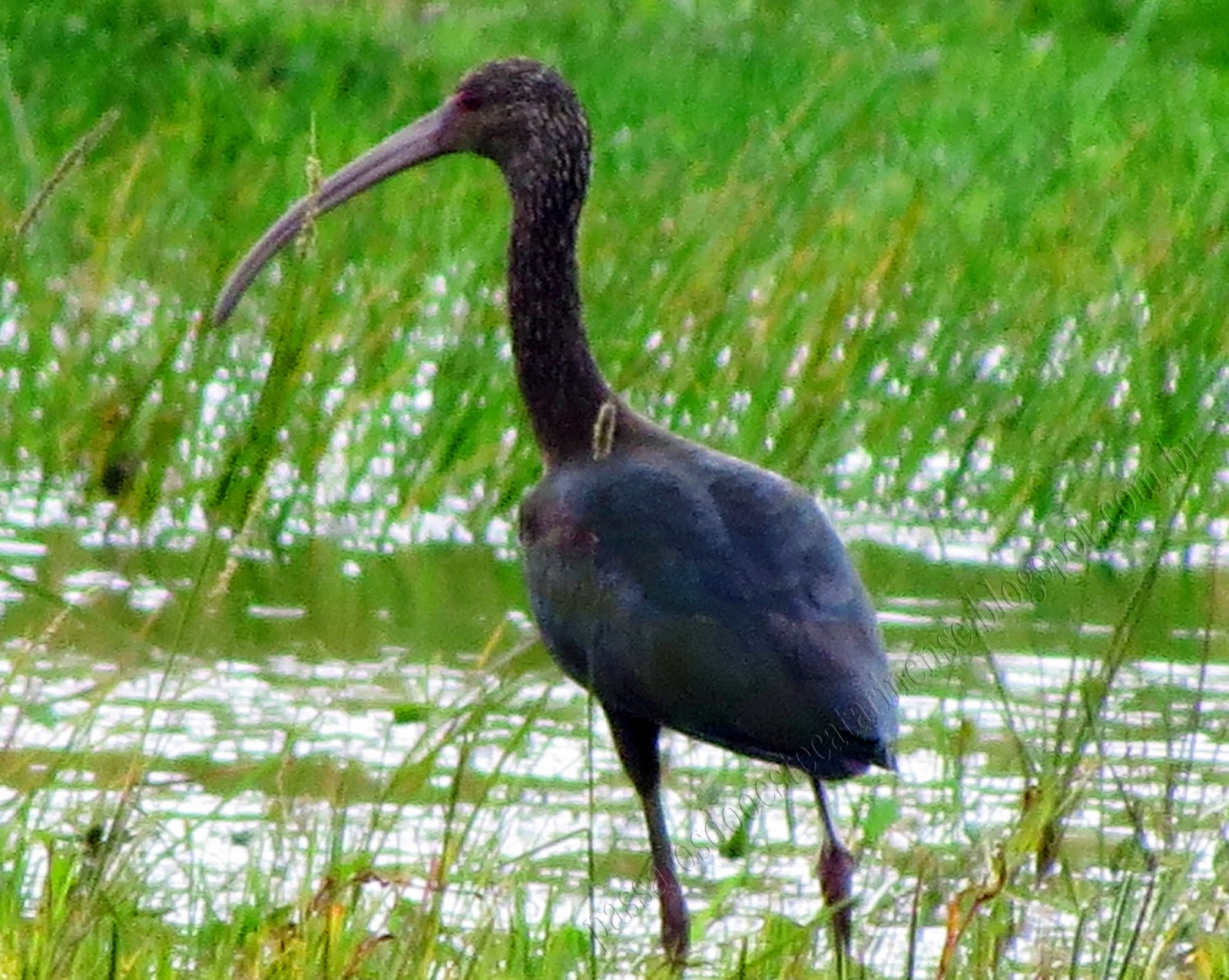 Aves do ParnaA Abril 2014
