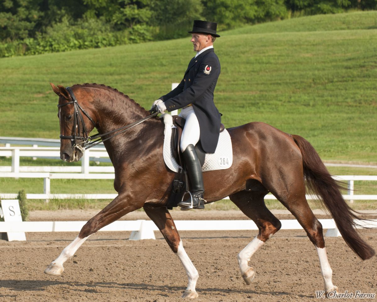 Horse Life and Love: Hanoverian Horses hanoverian horse diagram 