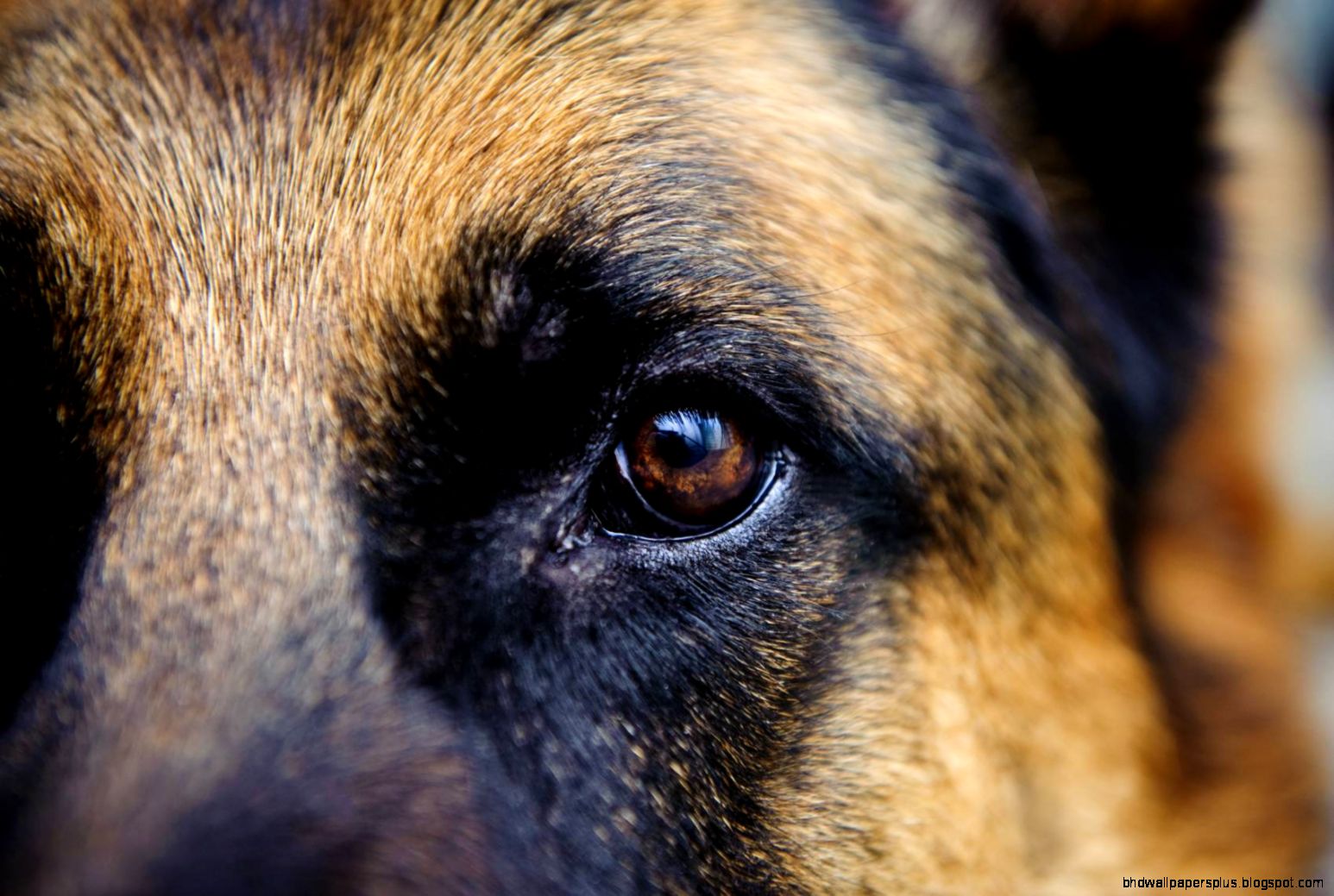 German Shepherd Wallpapers   Wallpaper Cave