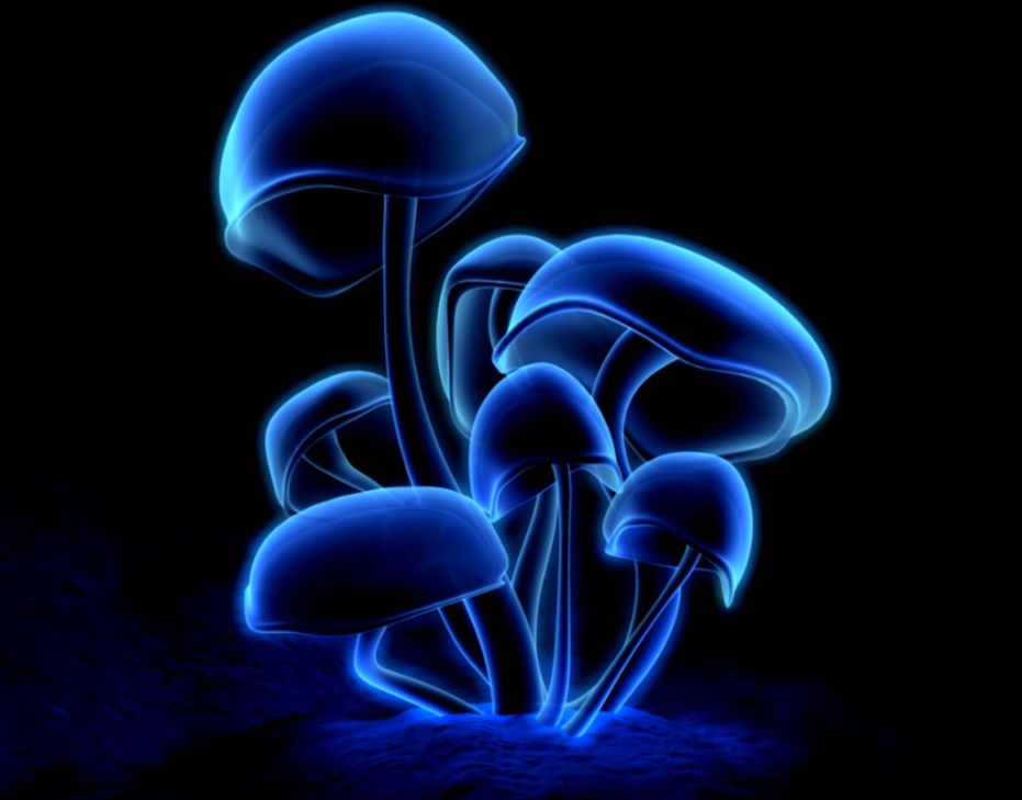 Psychedelic Mushrooms