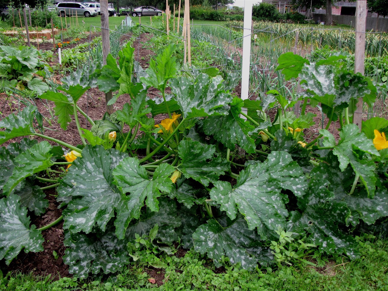 THE SKOOG FARM JOURNAL Do You Think The Rain Will Hurt the Rhubarb???