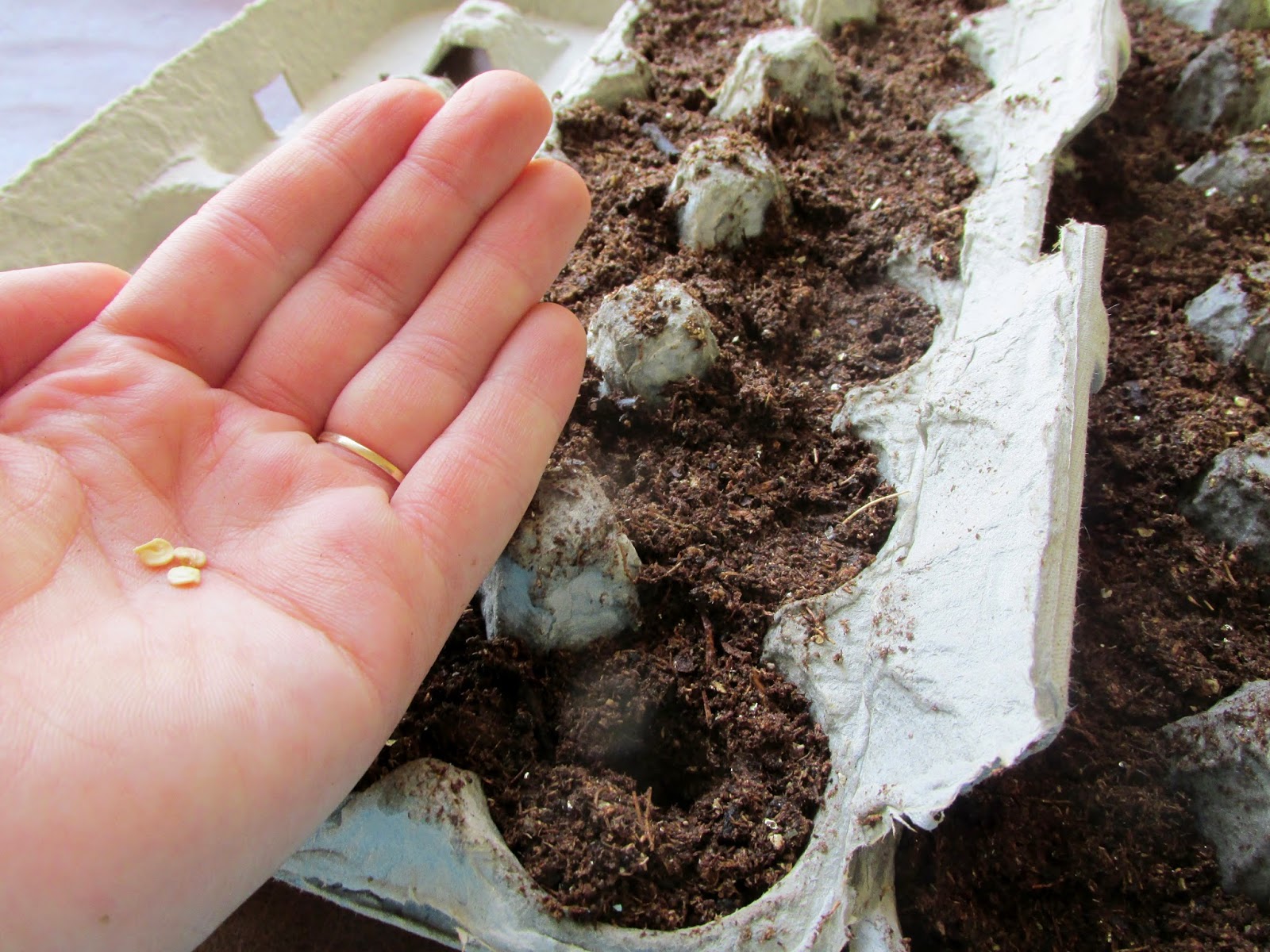 All Things New Starting Plants Indoors Egg Cartons