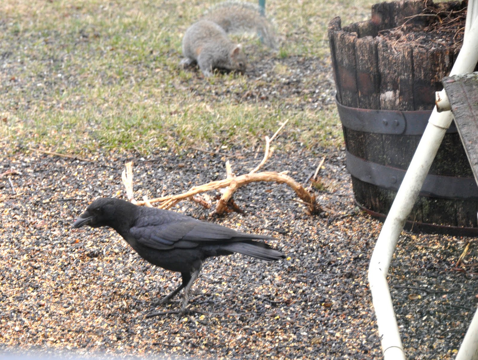 Palemaleirregulars: Pale Male and Beauty, Crow Strangers, Jane's ...