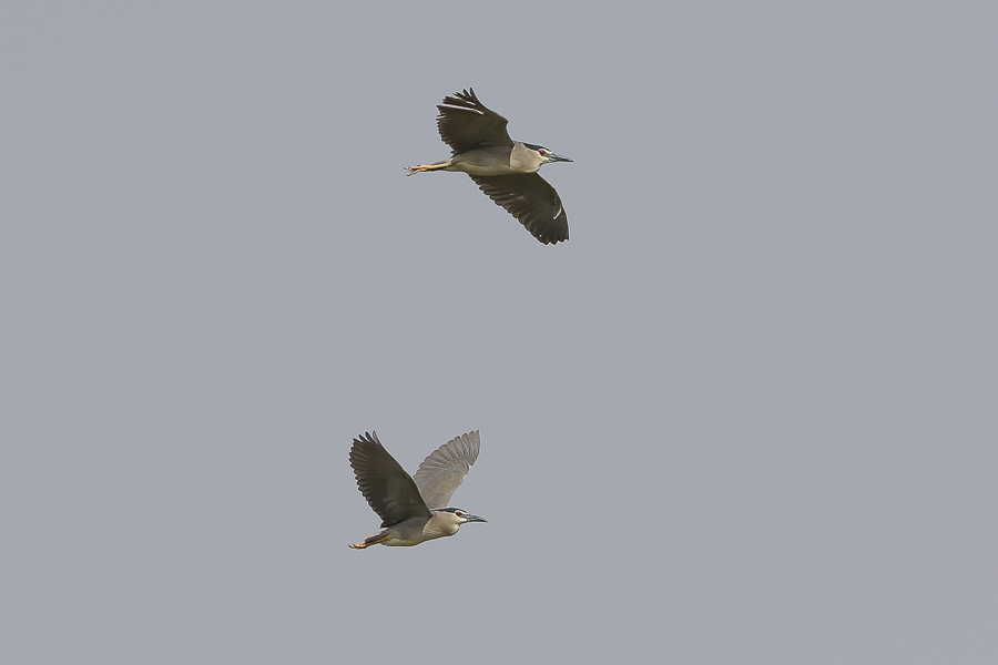 Collared Pratincole and other interesting birds Black crowned Night Heron1