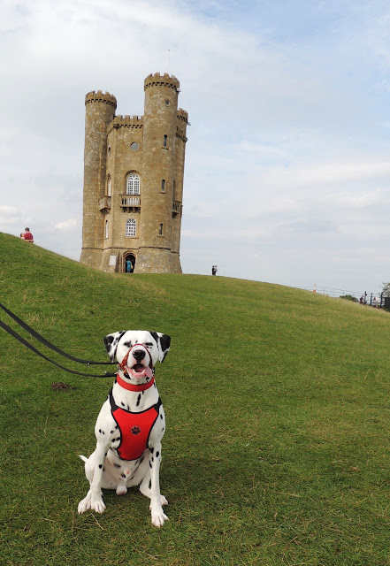 Cotswold Dog Days - Dalmatian