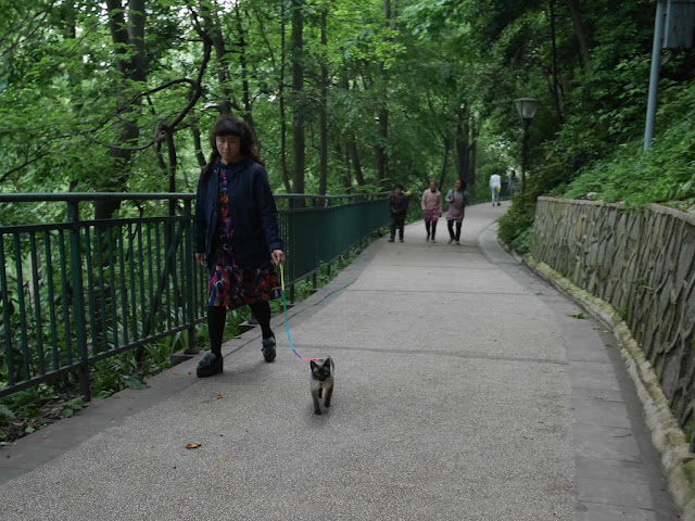 person walking a cat on a leash in Guiyang
