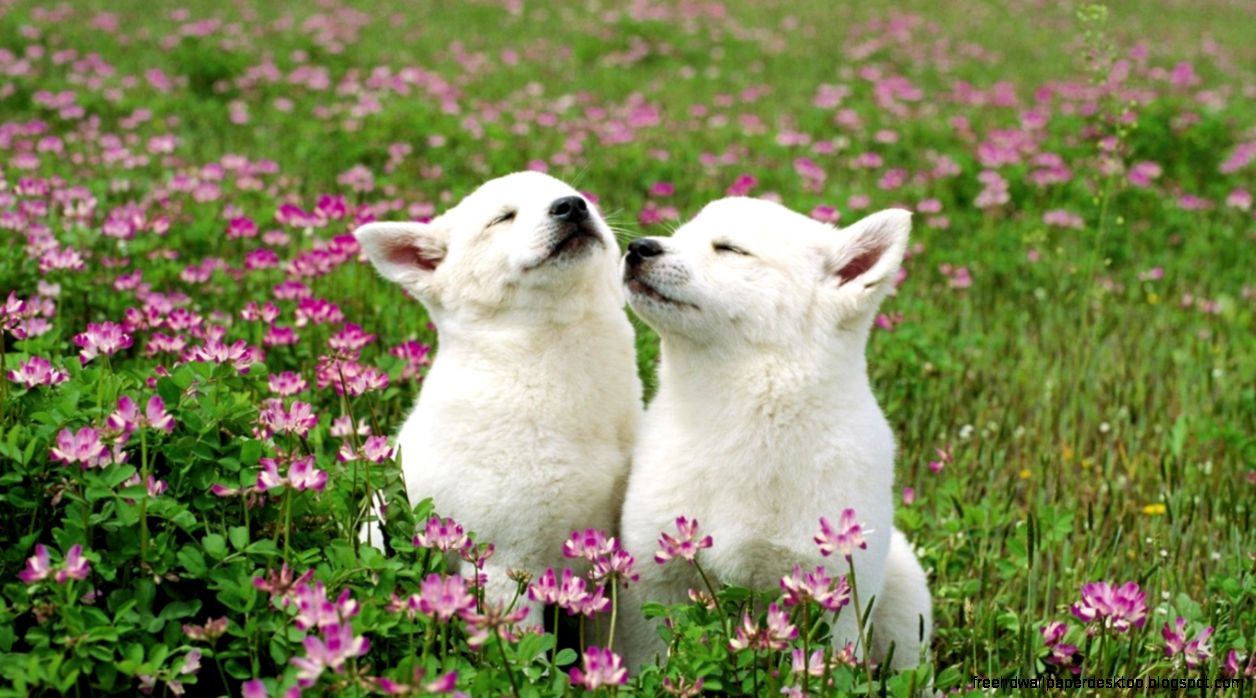 Funny Animal Wallpapers for Desktop
