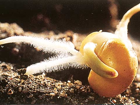 Zonas Pilosas, em Biologia Zonas Pilosas, em Biologia