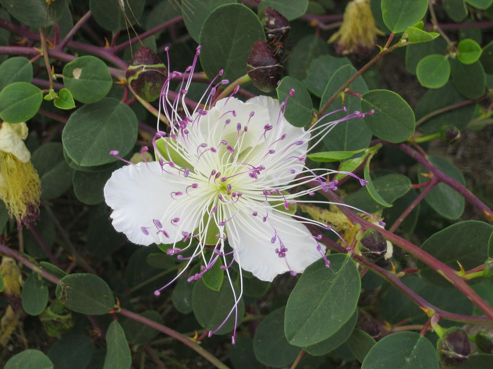 stuffedveggies About Capers