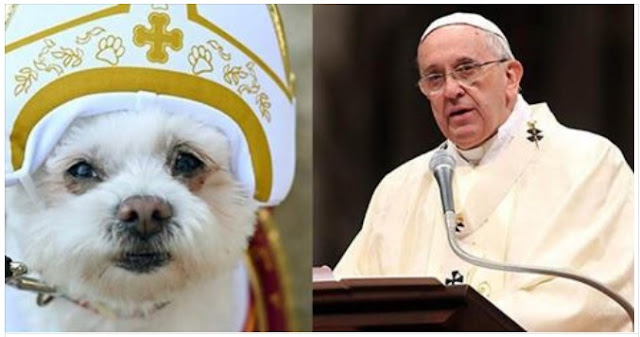 Papa diz que cachorros vão para o céu e cria polêmica com teólogos