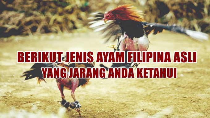 Ayam-filipina-asli Ayam filipina asli