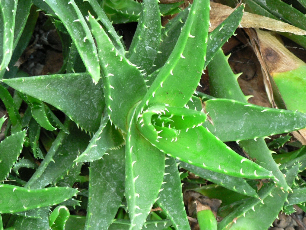 Aloe Barbadensis (Aloe Vera) Leaf Juice