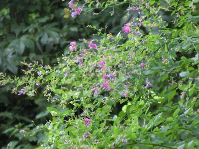 ���A�@�̃n�M