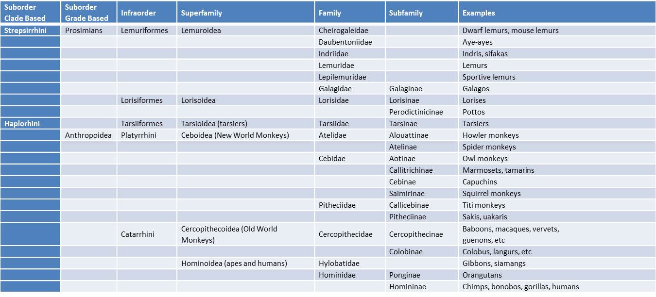 Primate Classification Chart