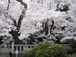 sakura cherry moon star blossoms