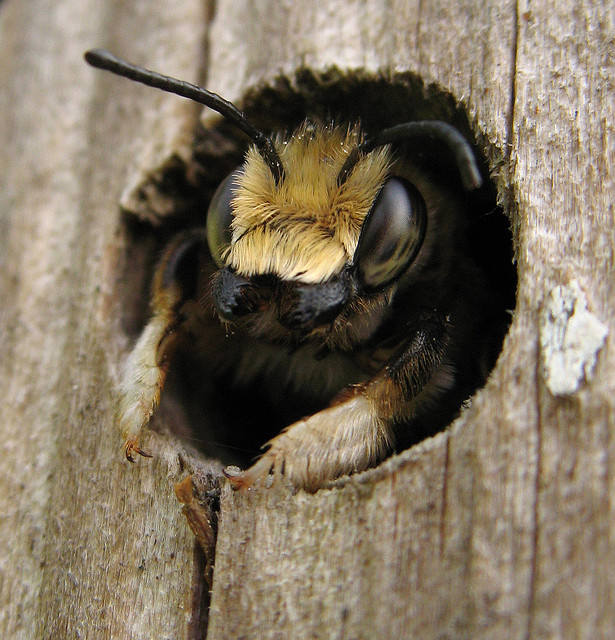 Ayuda para anidar abejorros de madera maciza resistente a la intemperie corazón animal salvaje Hotel Insectos Hotel para Bombus incluyendo material de anidación y atrayente 