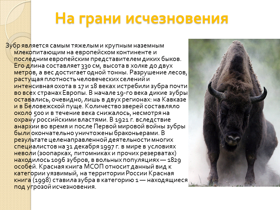 причины вымирания зубров. животные из красной книги зубр. животные из красной книги зубр. зубр причины. зубр причины.