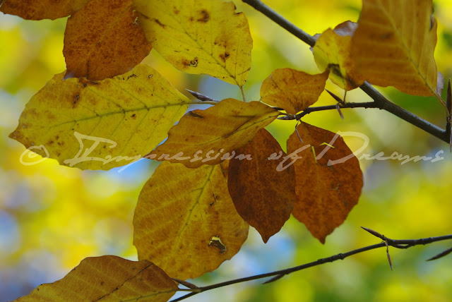 [Photography Tuesday] Autumn Leaves