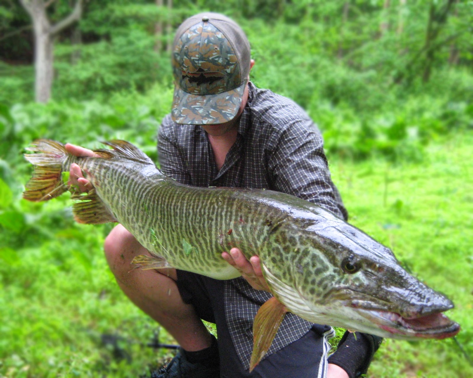 tiger-musky-keystone-fly-fishing