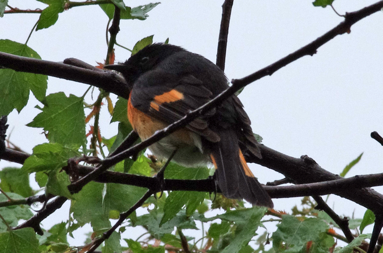 South Shore Bird Club of MA Mt. Auburn CemeteryThe Mother's Day Walk