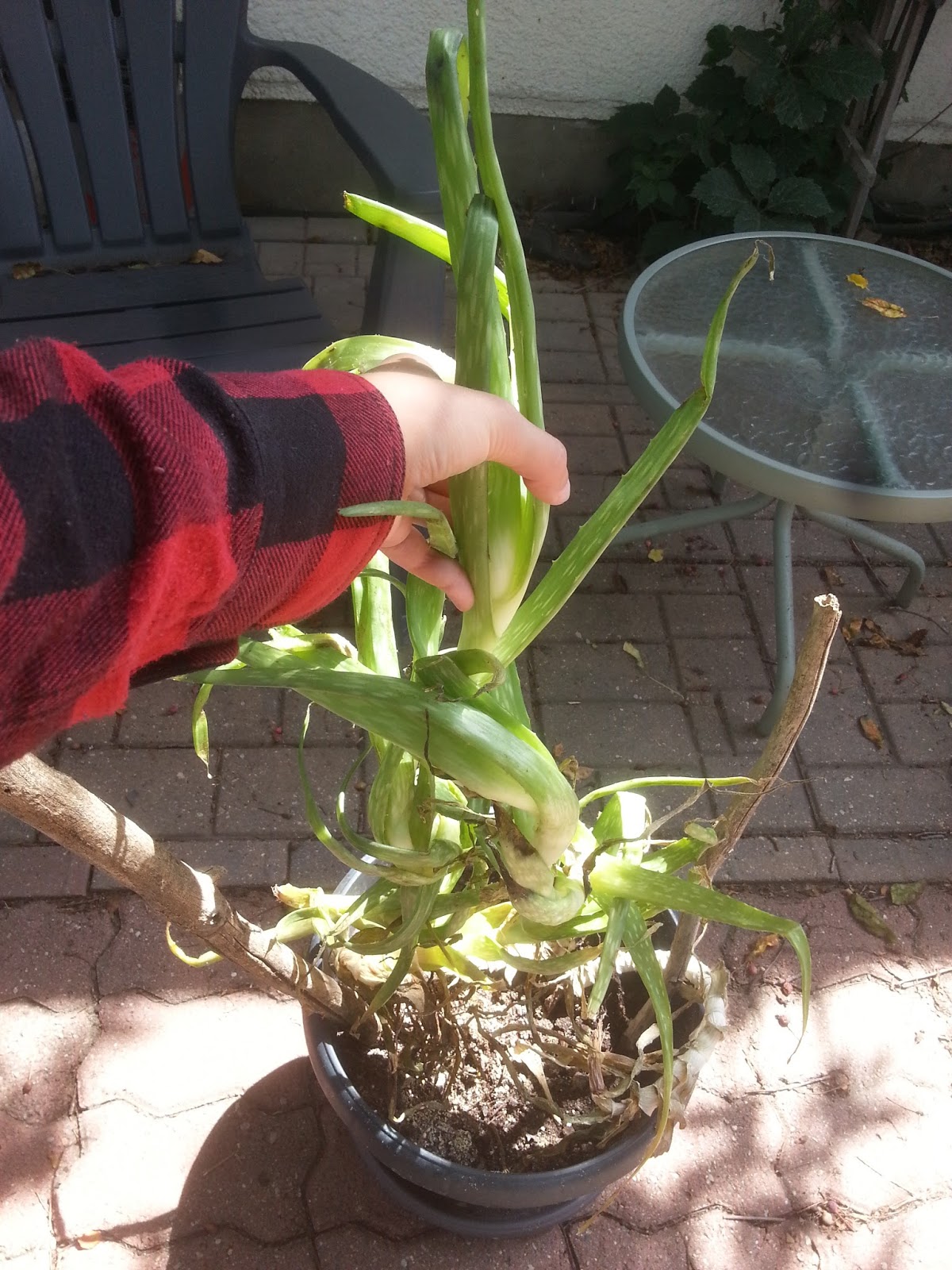 Repotting Leggy Aloe Vera - The Home Garden
